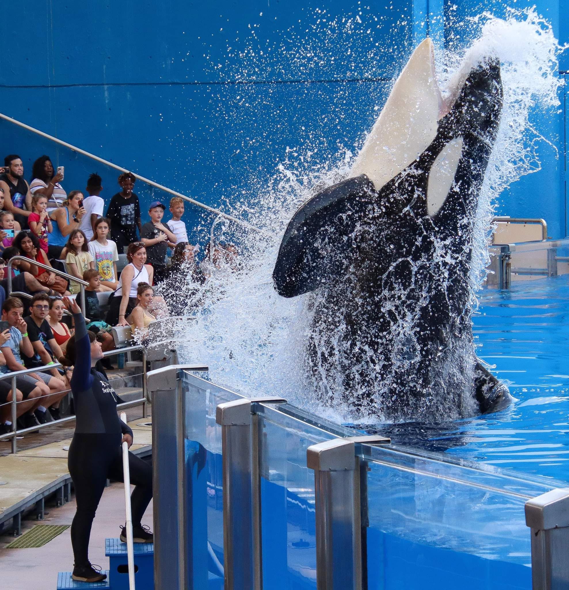 Pregnant Kristin performing with an Orca